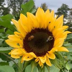 Meet your Posher, Janeiry